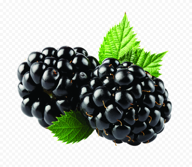 blackberry fruit png image