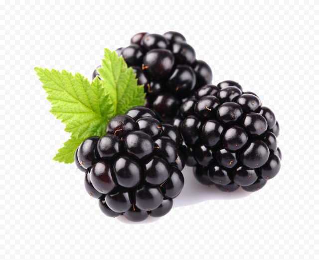  blackberry fruit free download png