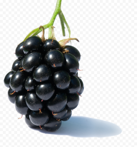 blackberry fruit png clipart