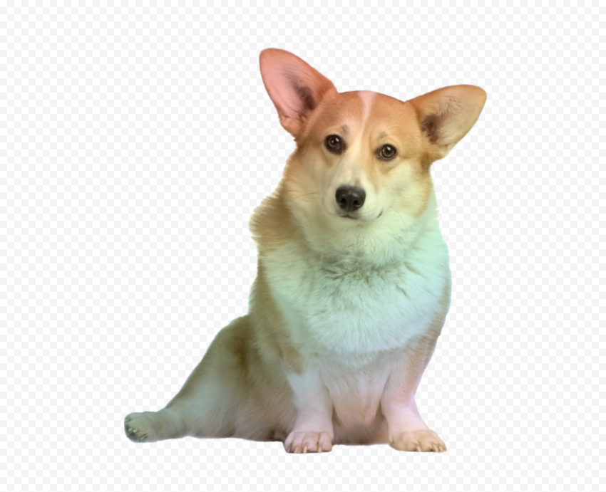 Dog Corgi PNG Transparent Image