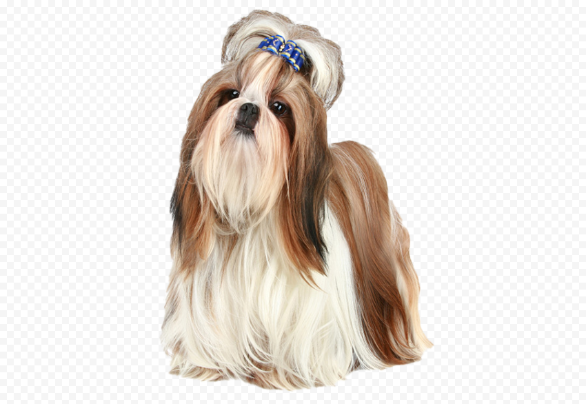 Dog Shih Tzu PNG Photo
