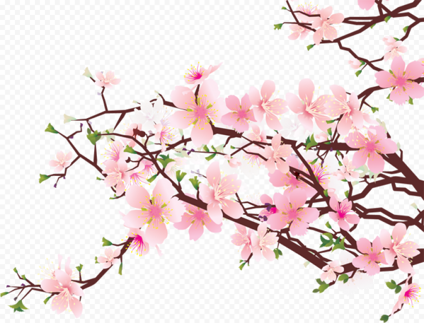 Download Japanese Flowering Cherry PNG Clipart
