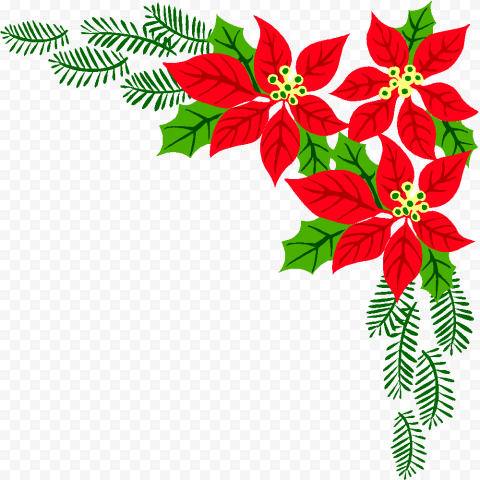 evergreen pine family plant for christmas