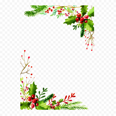 holly plant flower for christmas