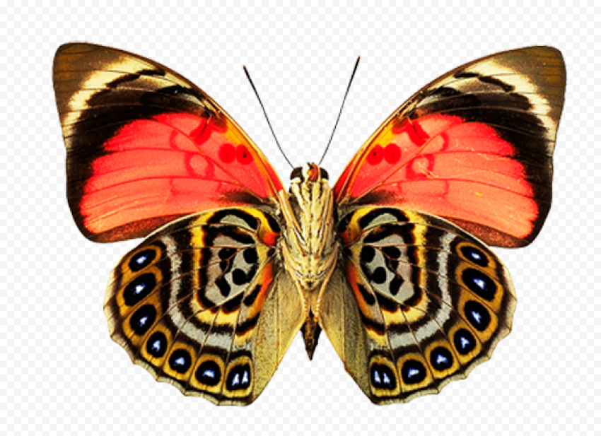 butterfly png golden background transparent