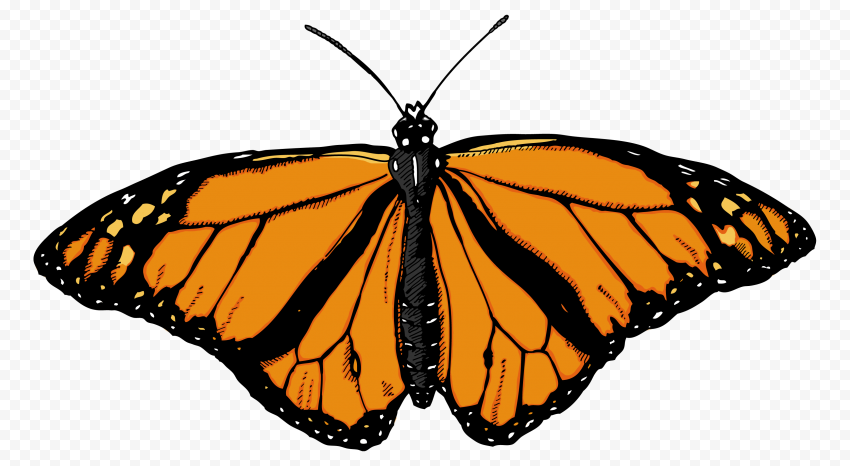 butterfly png cut file