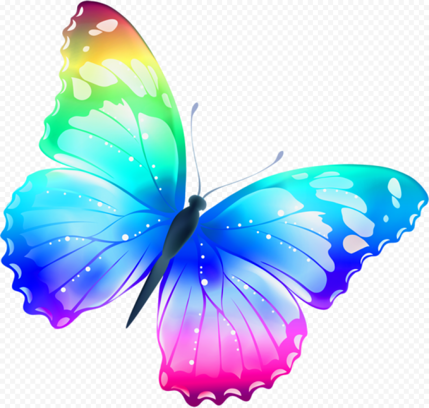 multicolor butterfly image png