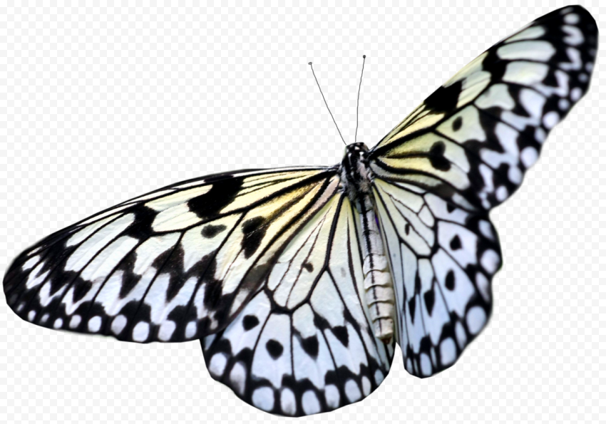 butterfly png background
