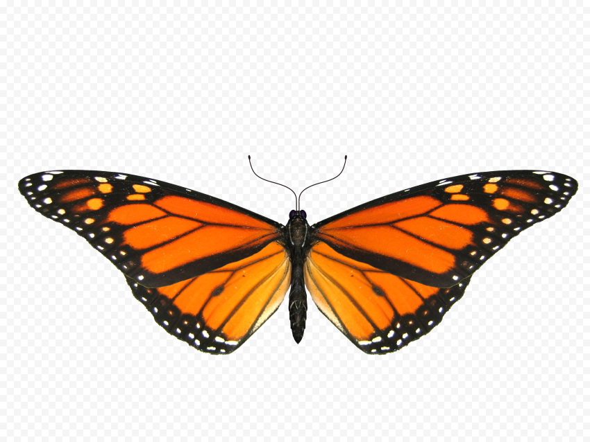 butterfly png image for free
