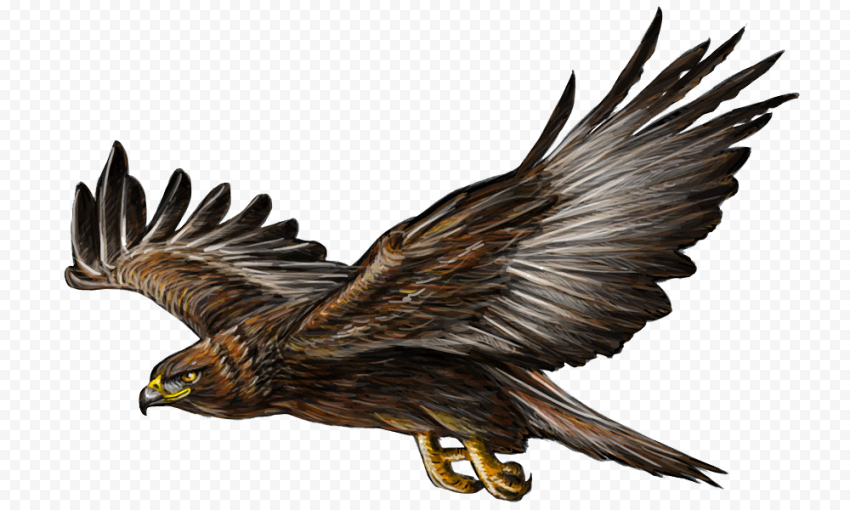 Bald Eagle Bird Flight Golden eagle, Eagle wings, wings, fauna, chicken Wings