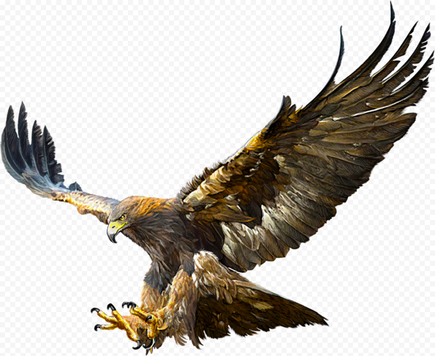 eagle illustration, Bald Eagle Golden eagle Flight Drawing, eagle, Bald Eagle, Golden eagle, eagle Flight