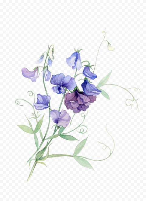 Purple flowers, Paper Watercolor painting Sweet pea Flower, Watercolor flower, purple, blue, watercolor Leaves