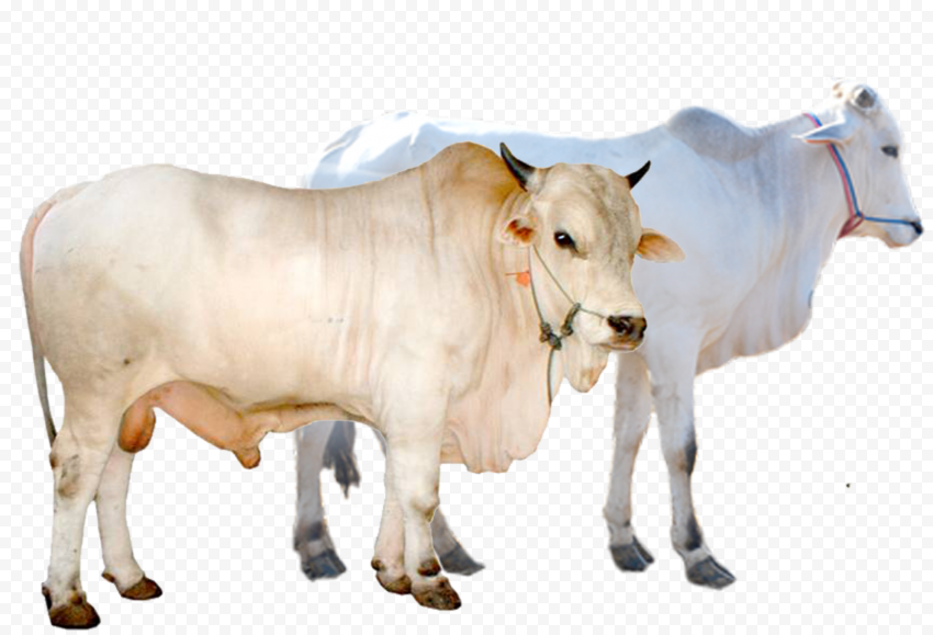 limousin cattle simmental cattle beef cattle goat clarabelle cow