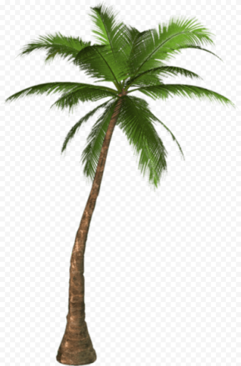 alm tree png palm tree clip art palm trees tree palm tree
