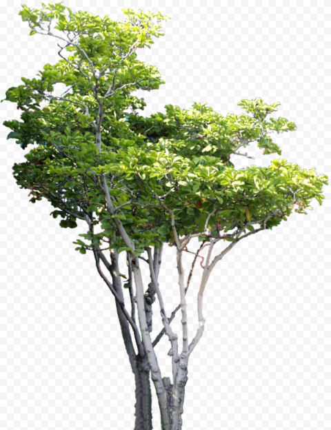 small tree tree psd b tree tree photoshop tree cut arboles png para renders