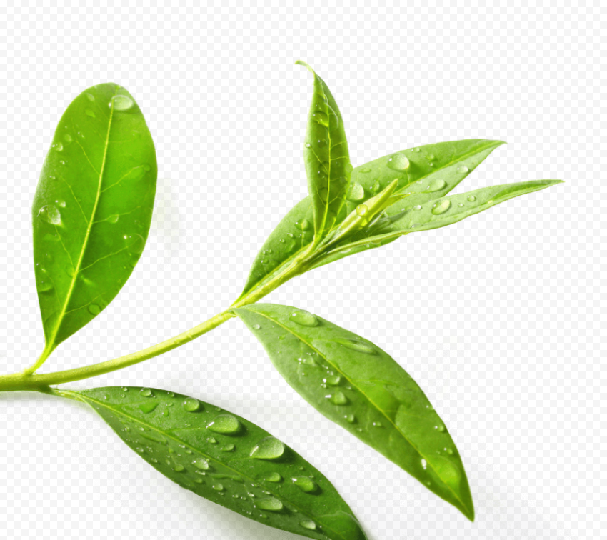 download tea tree png clipart green tea tea tree oil tea tree leaf
