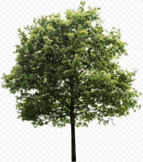 tree render oak tree trees to plant tree photoshop transparent background png tree