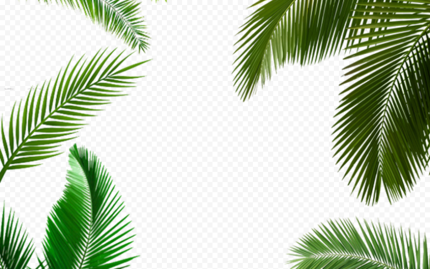 alm tree leaf palm tree transparent leaf palm tree life by design ll
