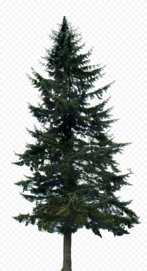 oogle search tree render tree photoshop pine tree pine trees transparent background