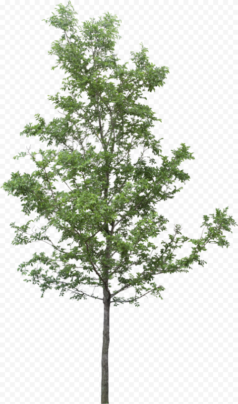 tree render tree photoshop tree sketches landscape tree