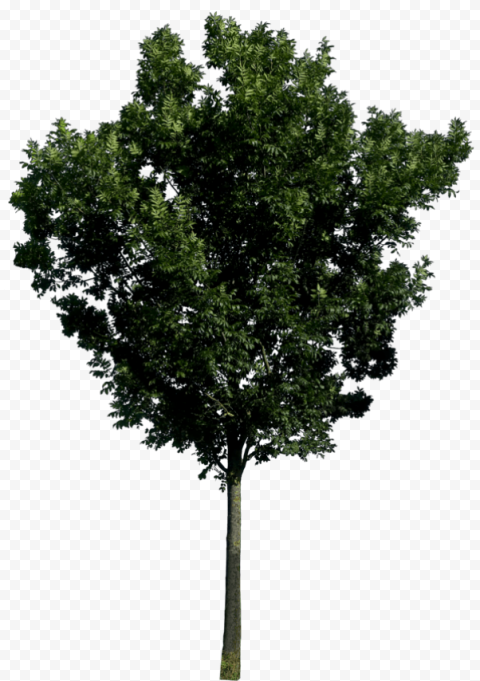 tree 600x851