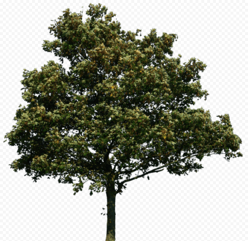 tree png drawing 