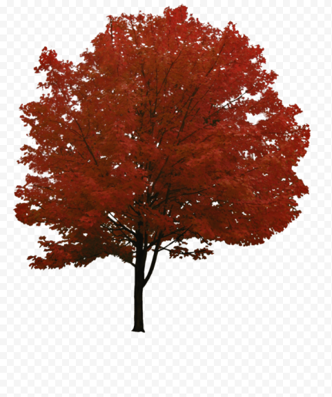 tree png backgroud 