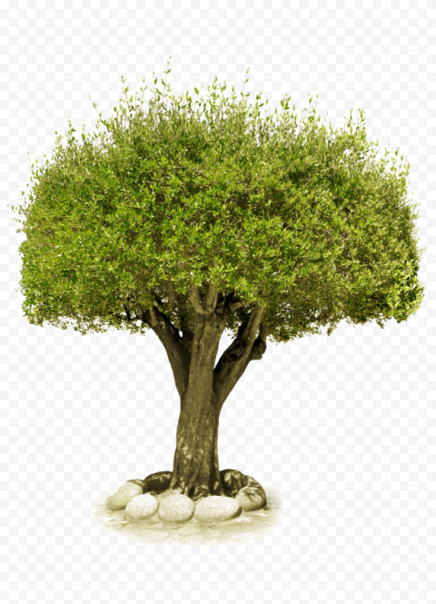 tree png green