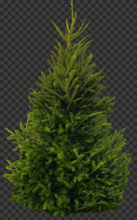 tree 1757x2813
