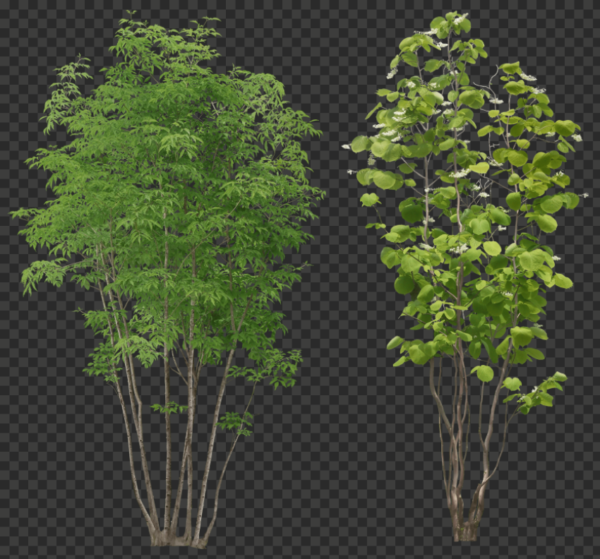 tree png black background clipart