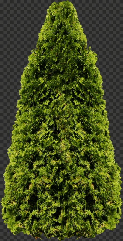 tree png black background