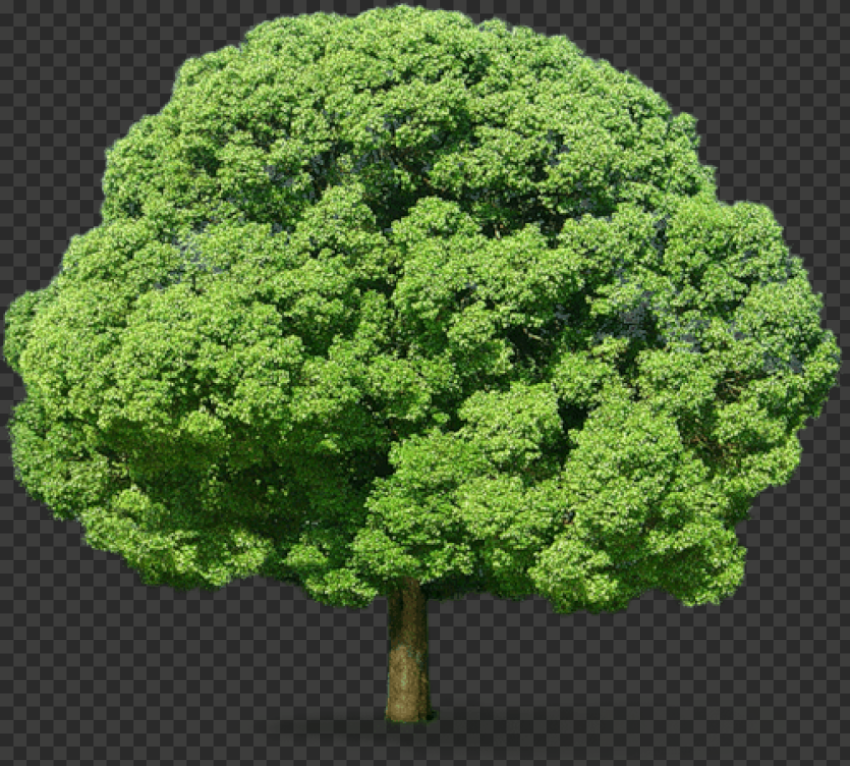 tree png transparent