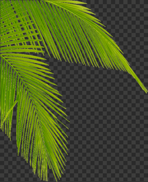 transparent palm tree leaves leaf palm tree corner 