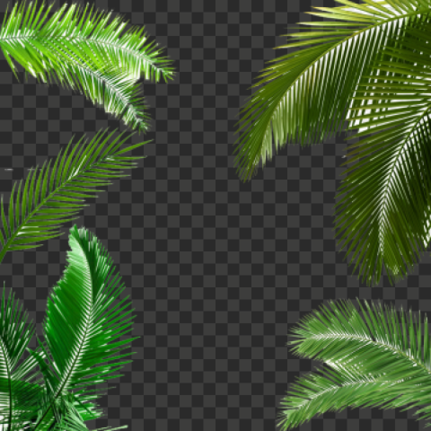 alm tree leaf palm tree leaf palm tree transparent palm leaves poster 360x360