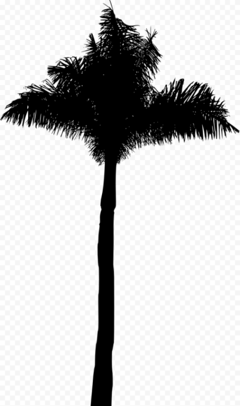 palm tree silhouette