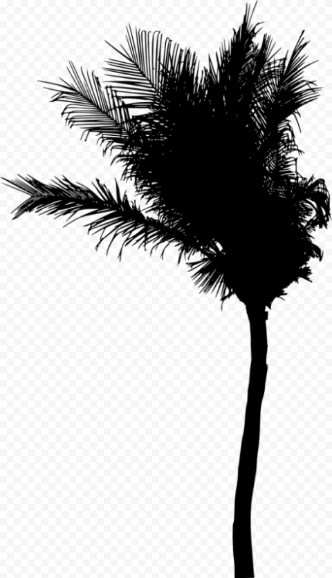 palm tree silhouette 588x1024