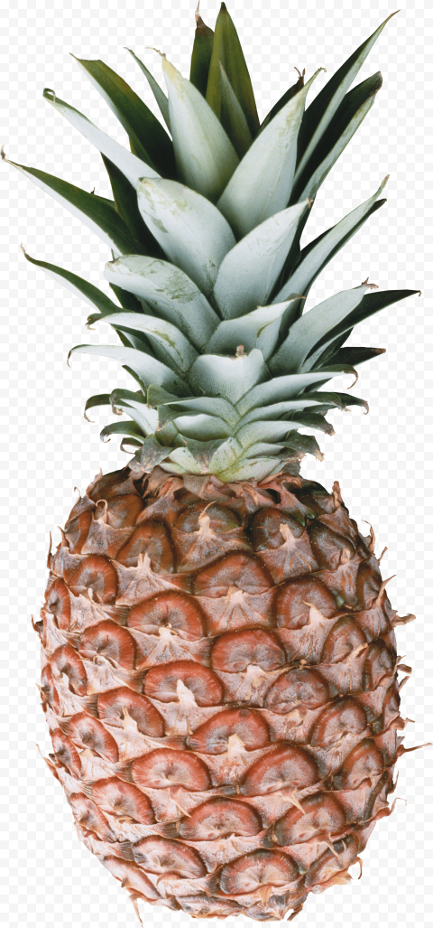 Download pineapple png file