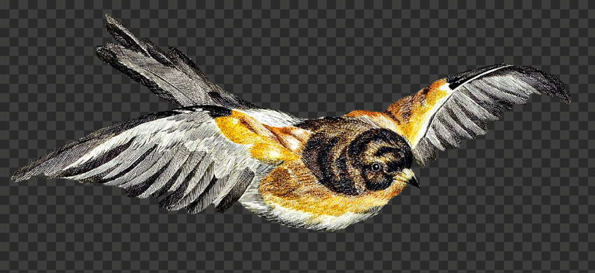 Titmouse, bird, tit, png