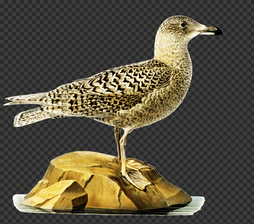 Glaucous gull, bird, gull, png