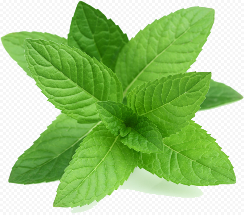 Real Leaves Transparent Png   Transparent Mint Leaves Png, Png Download