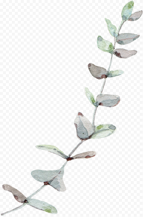 Eucalyptus Leaf Leaves Trees Gum Wind Nordic Clipart   Transparent Background Eucalyptus Leaves Png, Png Download