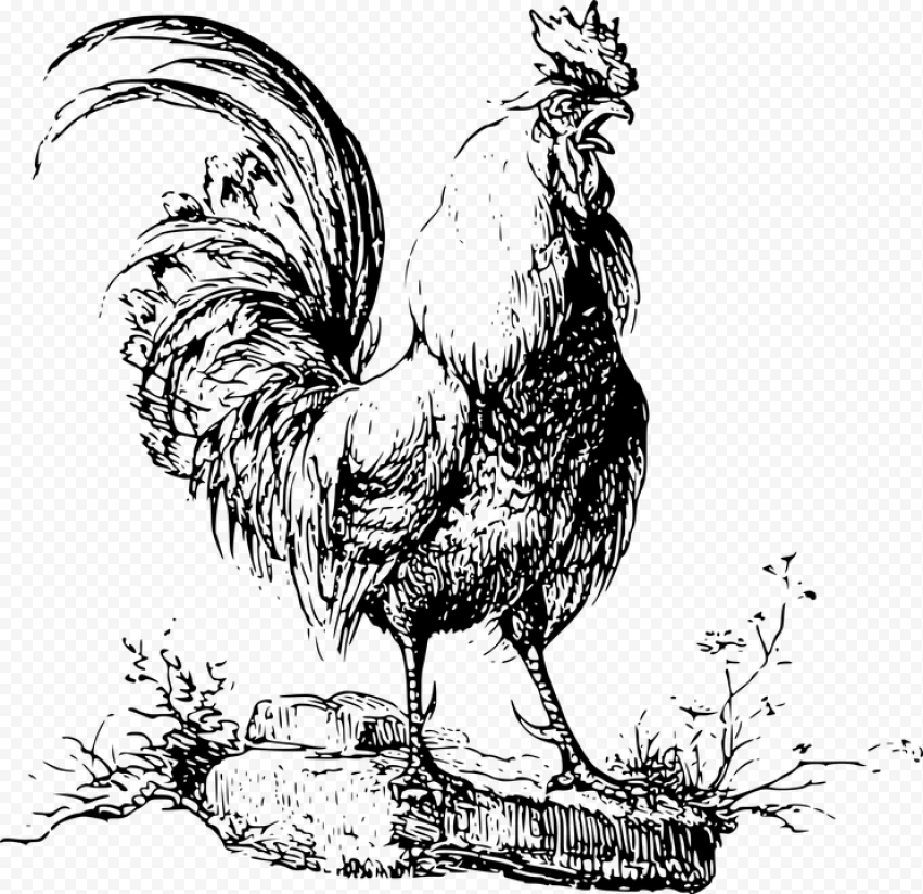 Animal Bird Chicken Cock Cockerel Rooster   Drawing ไก่, HD Png Download