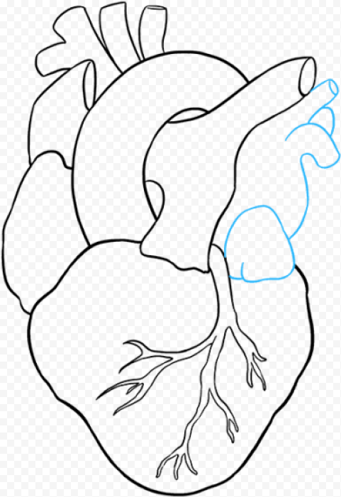 Human Heart To Draw, HD Png Download