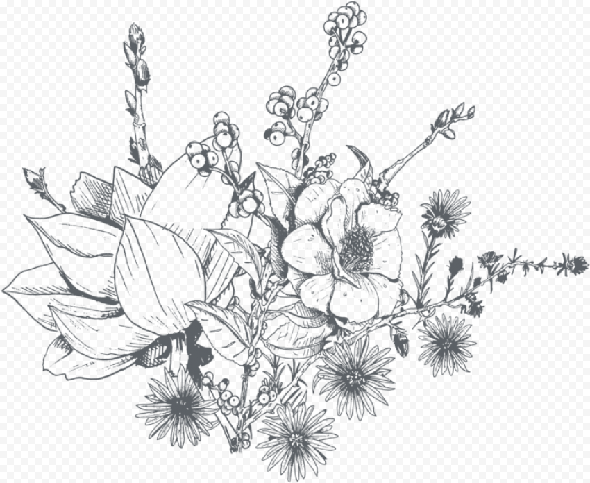 Clip Art Freeuse Amaryllis Drawing Orchid Flower   Transparent Flowers Drawing Png, Png Download