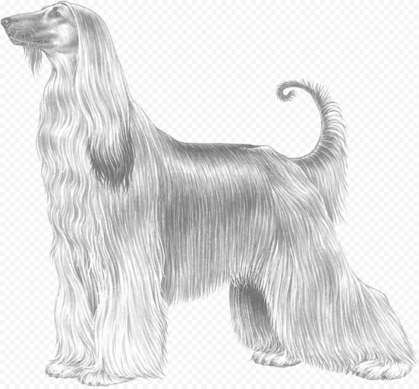 Afghan Hound   Afghan Hound Drawings Easy, HD Png Download