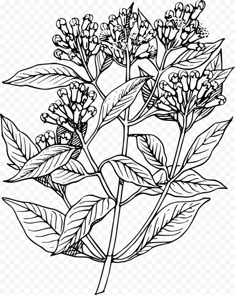 Peppermint Drawing Sesame Plant   Elder Flower Line Art, HD Png Download