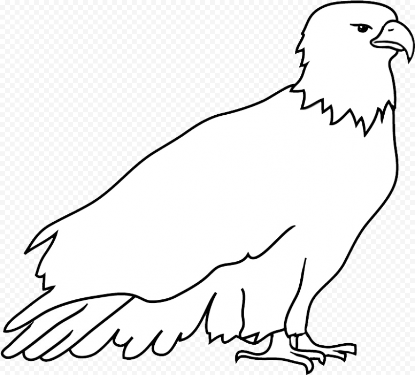 Resting Bald Eagle Drawing   Bald Eagle, HD Png Download