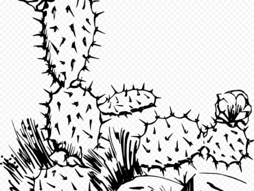 Cactus Clipart Line Drawing   Drawing Of Cactus Plant, HD Png Download