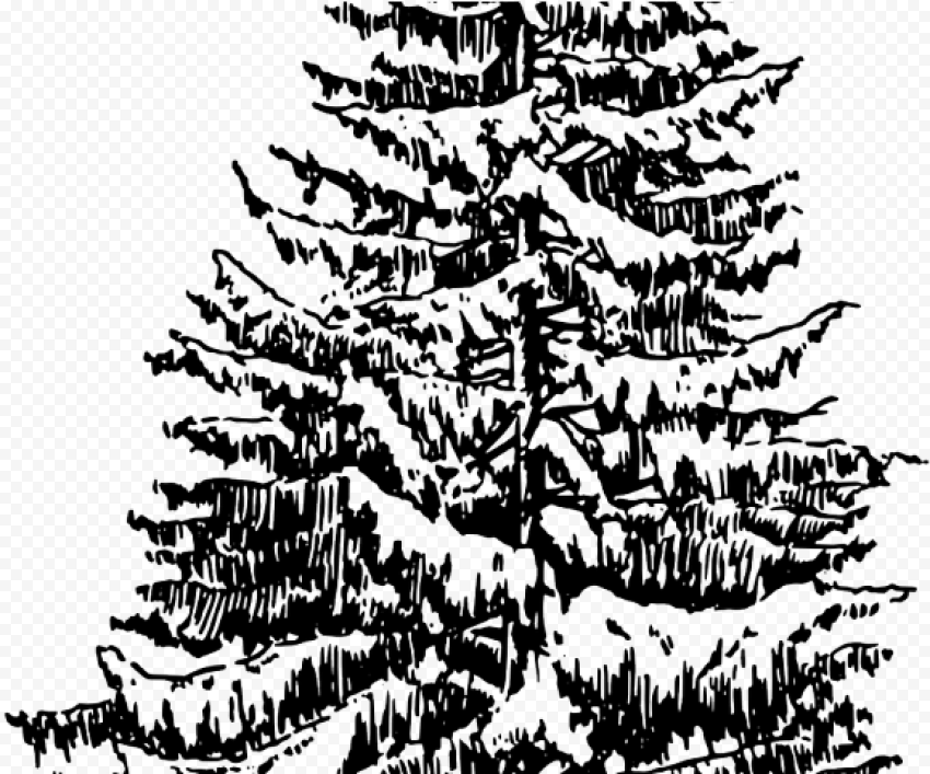 Drawn Pine Tree Drawing   Fir Tree Drawing, HD Png Download