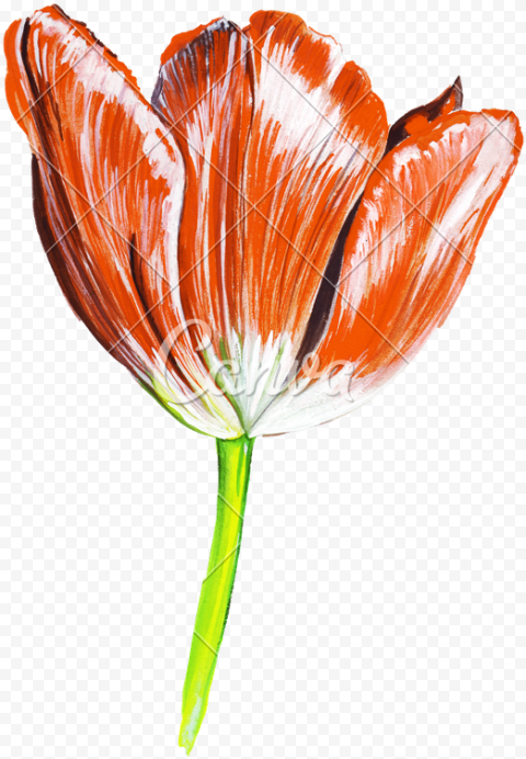 Realistic Flower Drawing   Flower Drawing Images Watercolor, HD Png Download